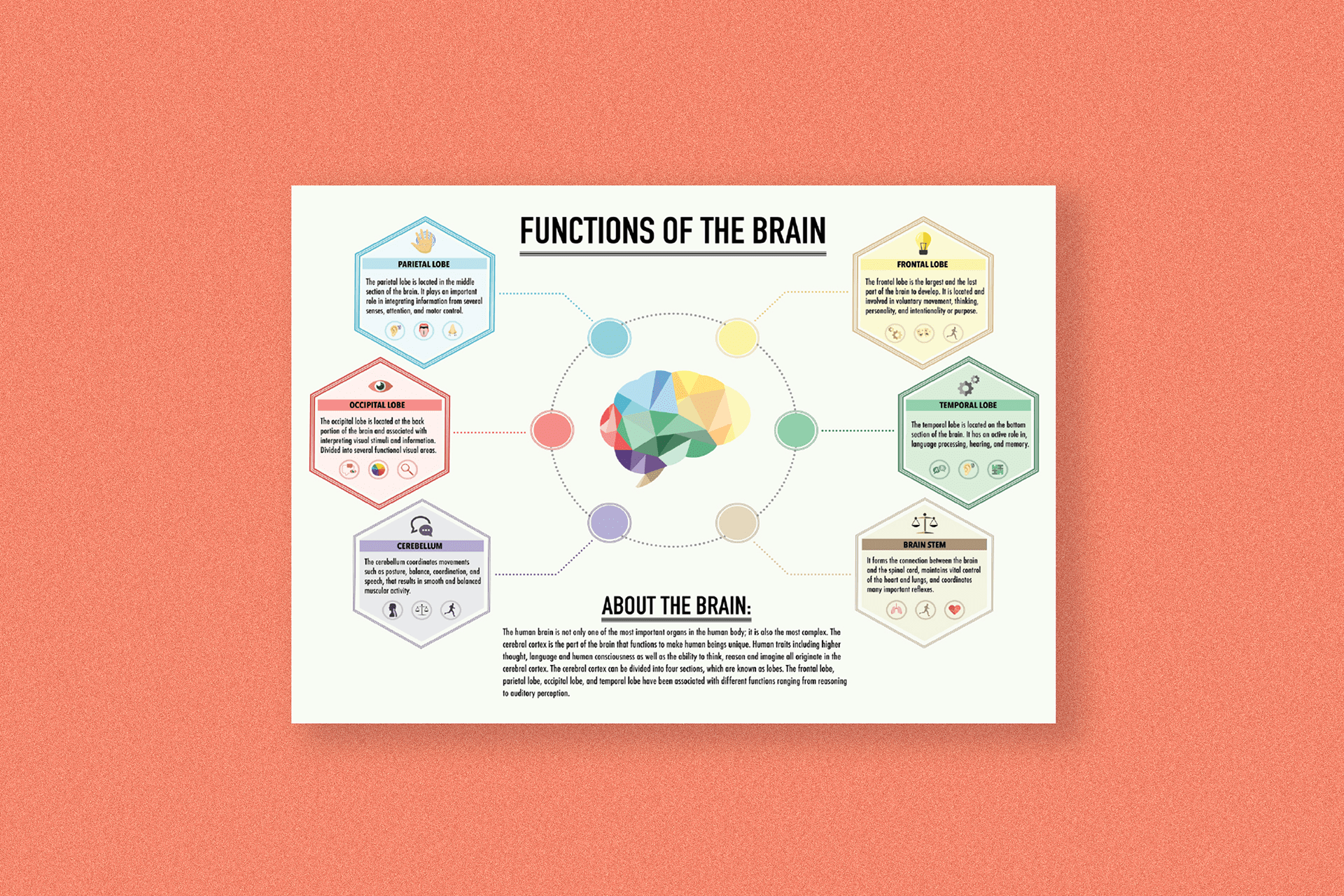 Functions of the Brain Infographic